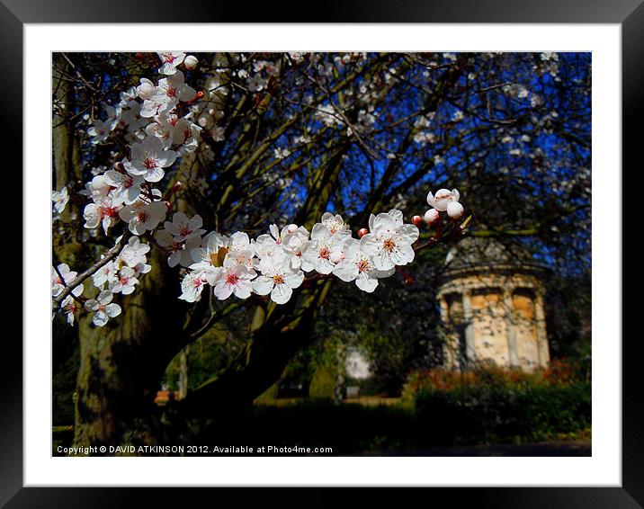 SPRING BLOSSOM Framed Mounted Print by David Atkinson