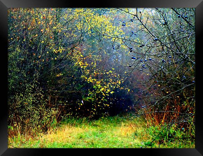 RAIN DROPS ON BERRIES Framed Print by David Atkinson