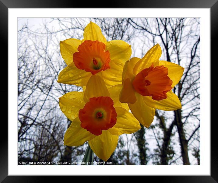 DAFFODILS IN THE RAIN Framed Mounted Print by David Atkinson