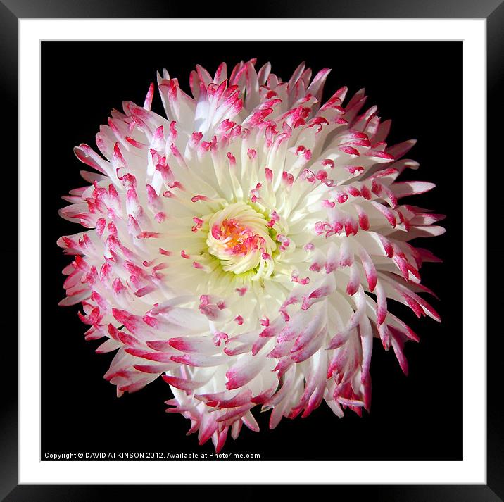 WHITE & RED FLOWER Framed Mounted Print by David Atkinson