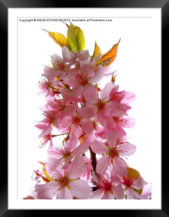 BLOSSOM ON A WHITE BACKGROUND Framed Mounted Print by David Atkinson