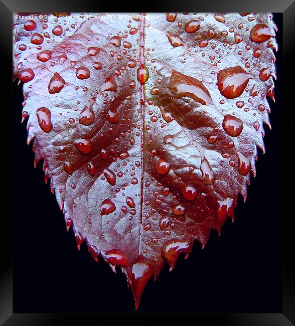 Raindrops on a Leaf Framed Print by David Atkinson