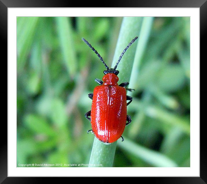 RED LILY BEETLE Framed Mounted Print by David Atkinson