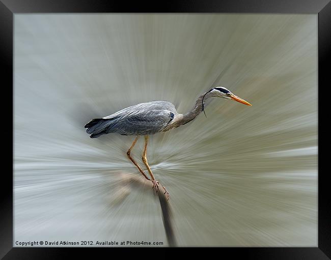 HERON Framed Print by David Atkinson