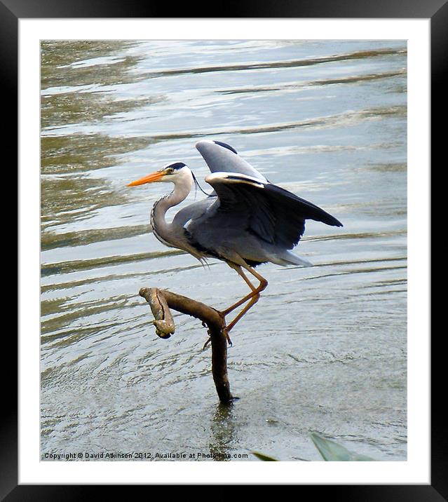 HERON READY FOR TAKE-OFF Framed Mounted Print by David Atkinson