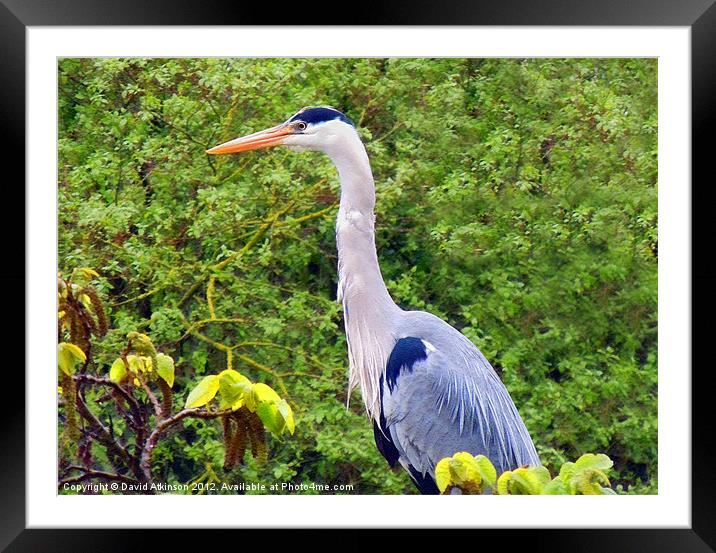 HERON Framed Mounted Print by David Atkinson