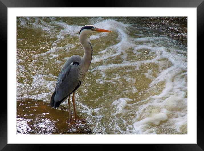 WILD WATER FISHING Framed Mounted Print by David Atkinson