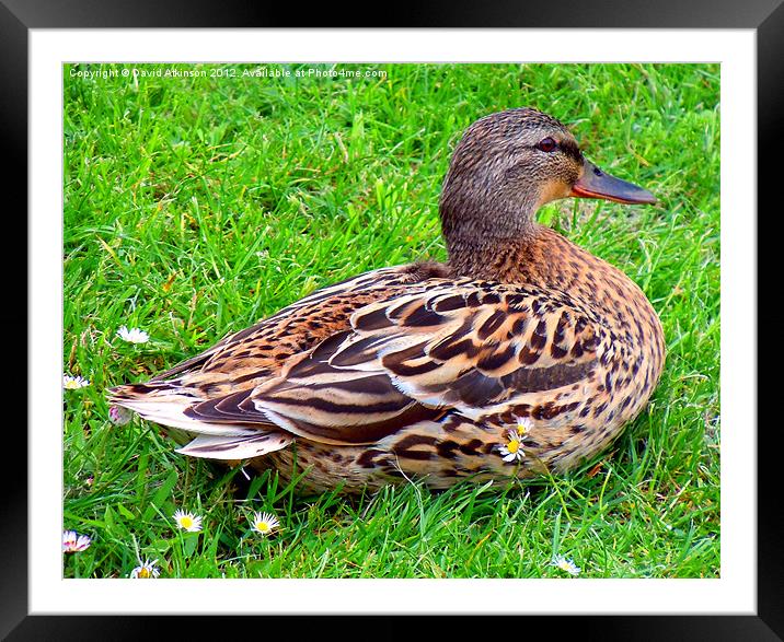 DAISY DUCK Framed Mounted Print by David Atkinson