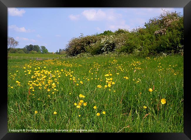 BUTTERCUP MEADOW Framed Print by David Atkinson