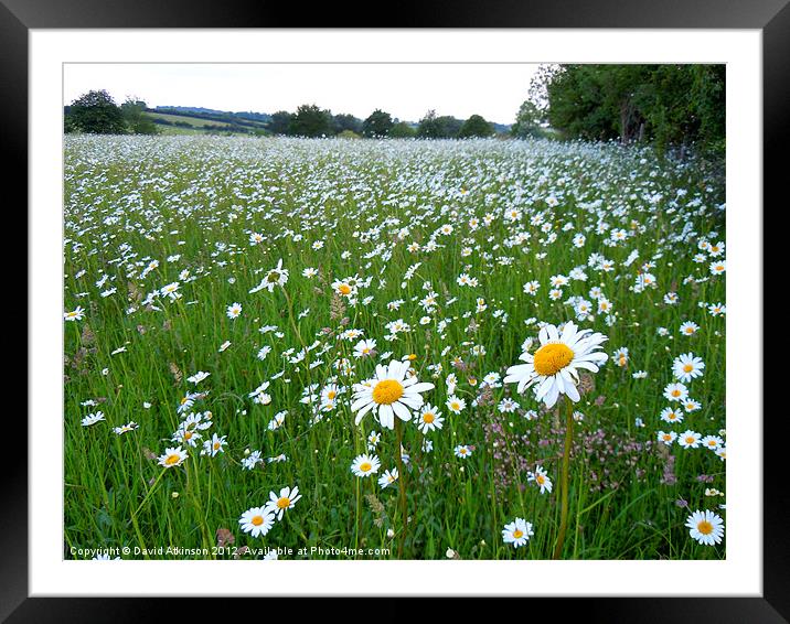 DAISY FIELD Framed Mounted Print by David Atkinson