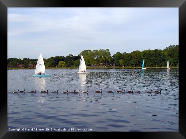ALL IN A ROW Framed Print by David Atkinson