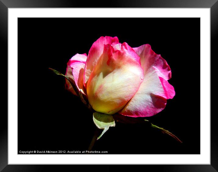 PINK ROSE Framed Mounted Print by David Atkinson
