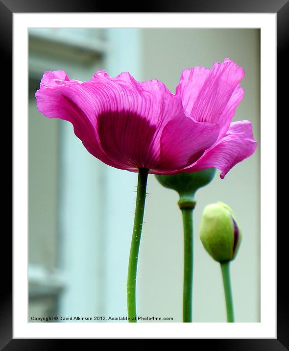 PURPLE POPPY Framed Mounted Print by David Atkinson