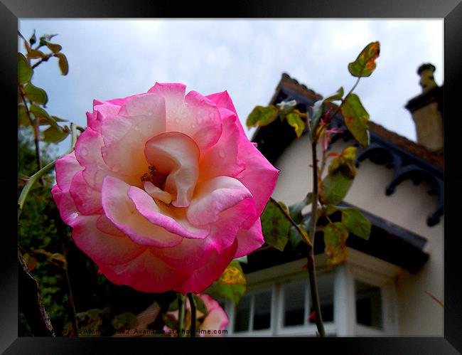 ENGLISH ROSE Framed Print by David Atkinson