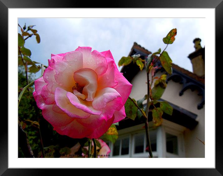 ENGLISH ROSE Framed Mounted Print by David Atkinson