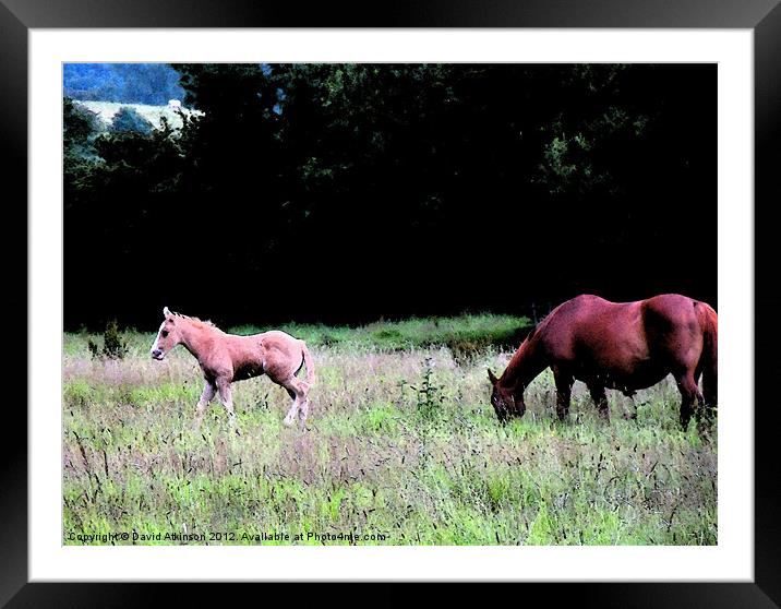 FOALING AROUND Framed Mounted Print by David Atkinson