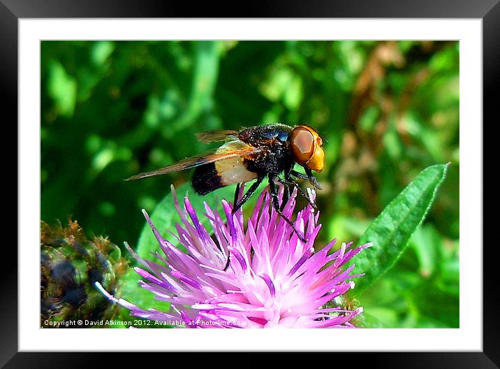 HEAVY NIGHT ON THE NECTAR Framed Mounted Print by David Atkinson