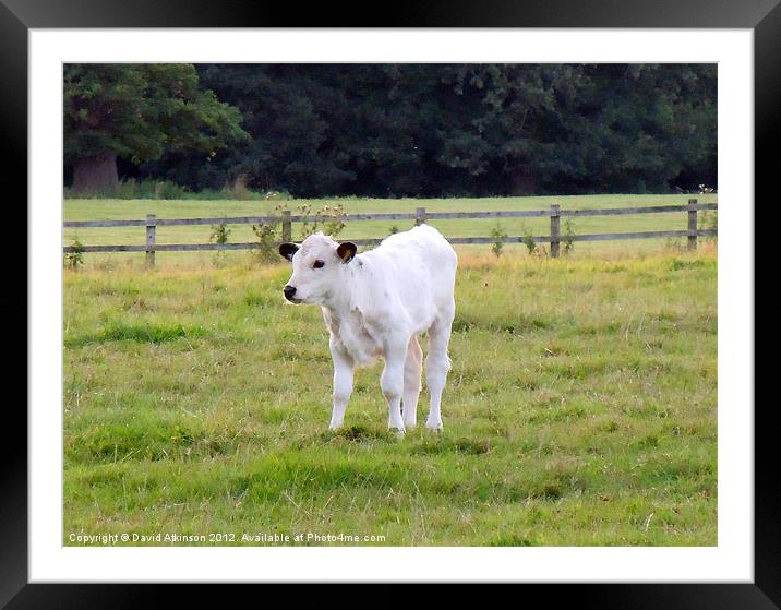 WHITE PARK CATTLE CALF Framed Mounted Print by David Atkinson