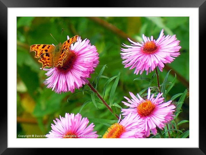 COMMA BUTTERFLY Framed Mounted Print by David Atkinson