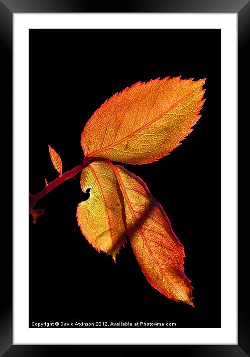 AUTUMN LEAVES Framed Mounted Print by David Atkinson