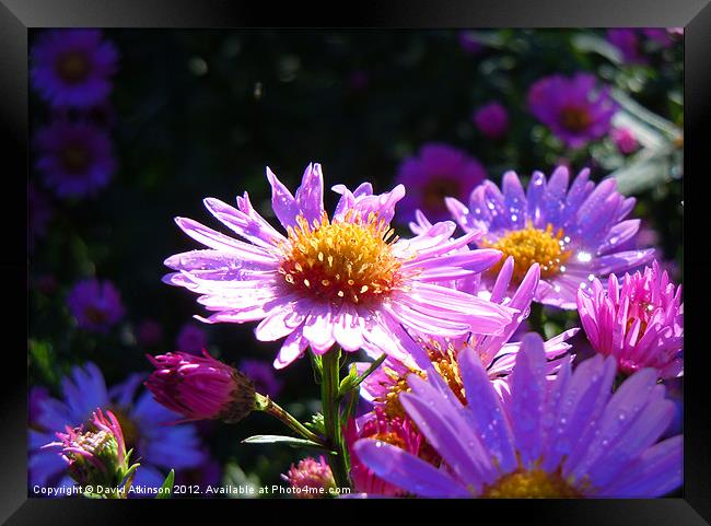 RAIN DROPS ON PETALS Framed Print by David Atkinson