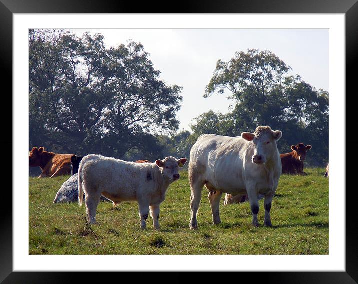 KEEPING AN EYE ON YOU Framed Mounted Print by David Atkinson