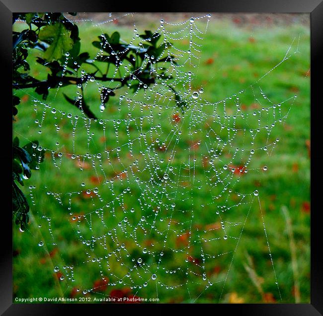 PEARL DROPS ON THE WEB Framed Print by David Atkinson