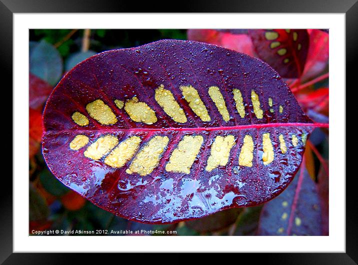 WET PURPLE LEAF Framed Mounted Print by David Atkinson