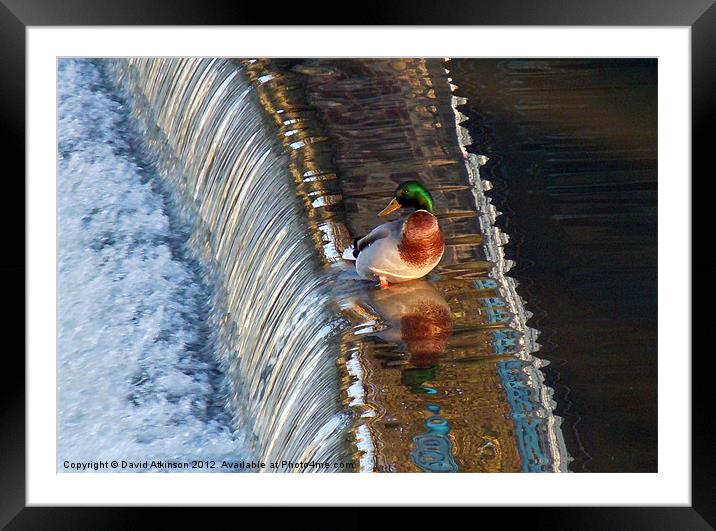 ON THE EDGE Framed Mounted Print by David Atkinson