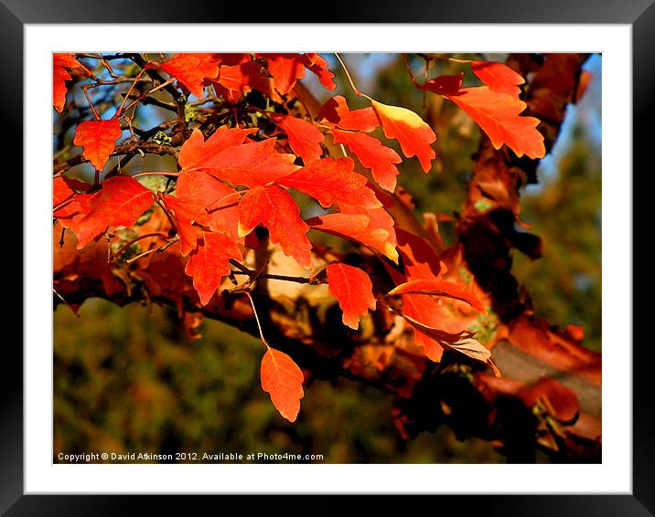 AUTUMN REDS Framed Mounted Print by David Atkinson