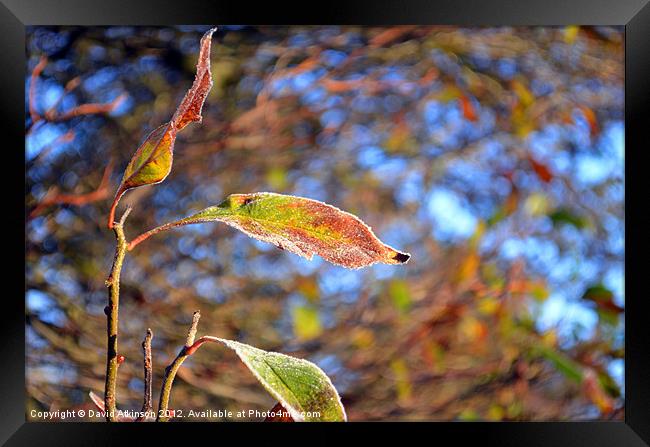 FROSTY LEAF Framed Print by David Atkinson