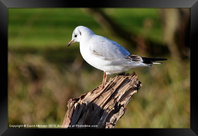 THOUGHTFUL GULL Framed Print by David Atkinson