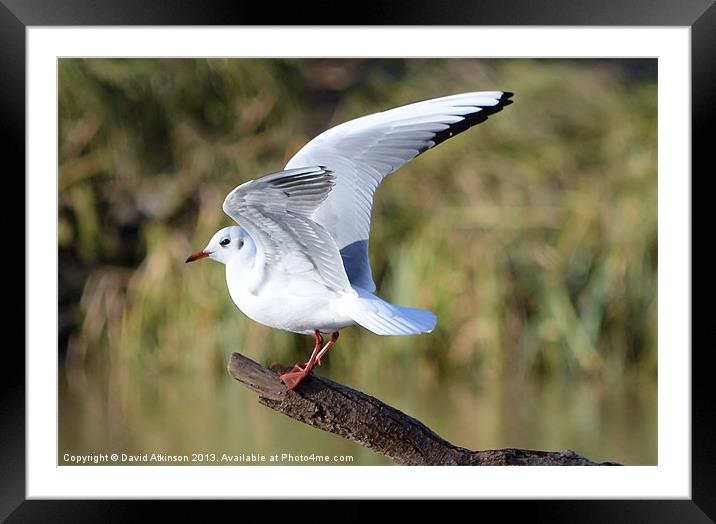 STRETCHING MY WINGS Framed Mounted Print by David Atkinson