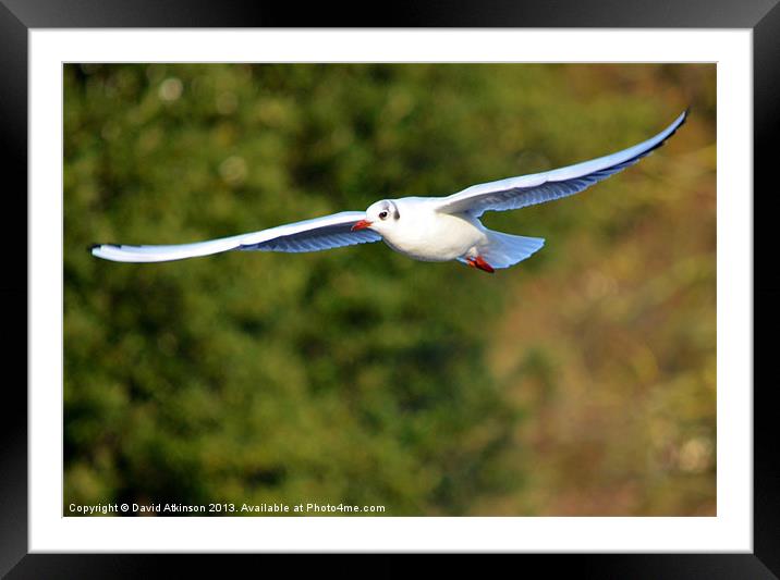 GULL FLOATING Framed Mounted Print by David Atkinson