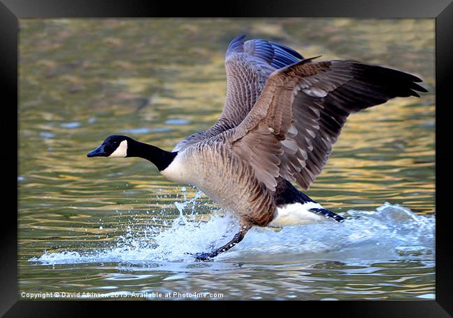 SPLASH LANDING Framed Print by David Atkinson