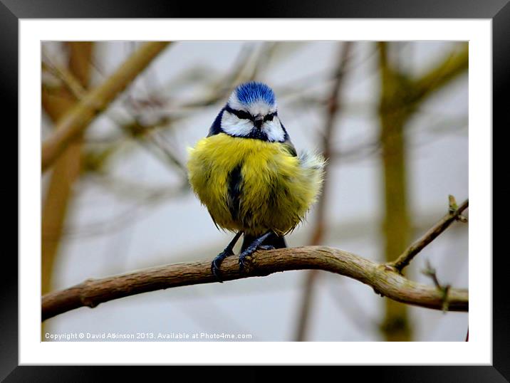 PUNK BIRD Framed Mounted Print by David Atkinson