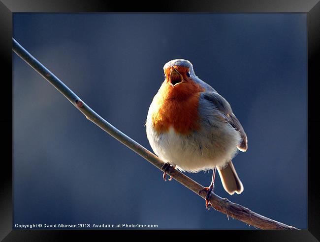 OPEN WIDE Framed Print by David Atkinson