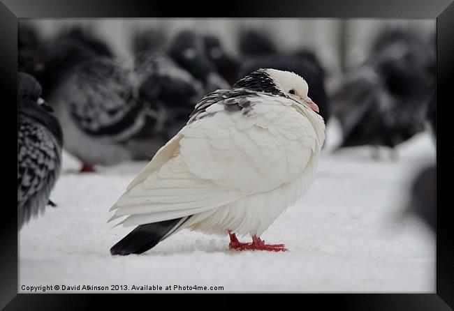 WHITE PIGEON IN THE SNOW Framed Print by David Atkinson