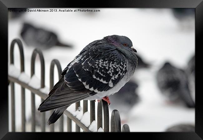 BRRRR ITS COLD Framed Print by David Atkinson