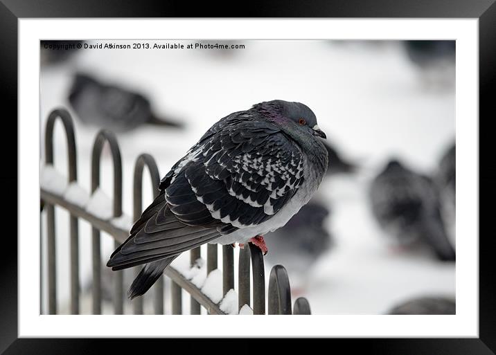 BRRRR ITS COLD Framed Mounted Print by David Atkinson