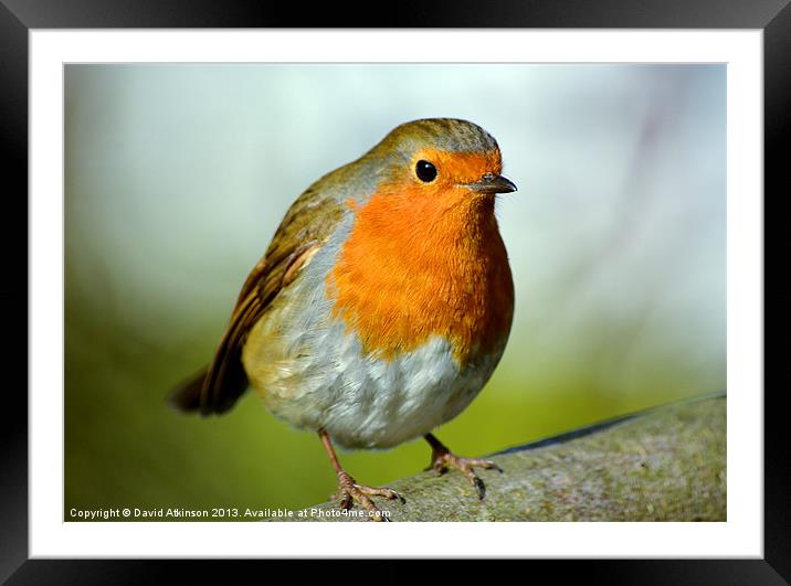 ROBIN REDBREAST Framed Mounted Print by David Atkinson