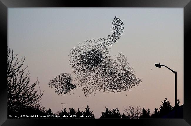 STARLING MURMURATION Framed Print by David Atkinson