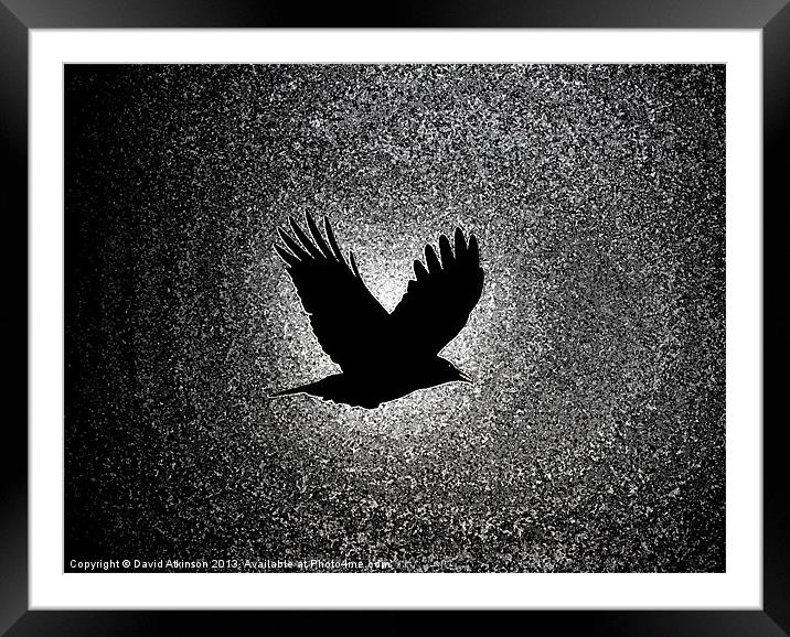FLYING TO THE LIGHT Framed Mounted Print by David Atkinson