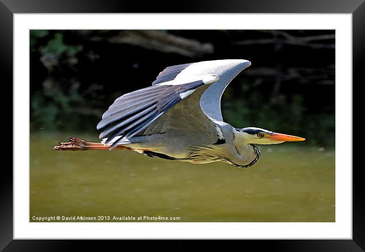 HERON IN FLIGHT Framed Mounted Print by David Atkinson