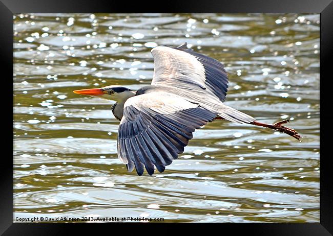 FLYING HERON Framed Print by David Atkinson