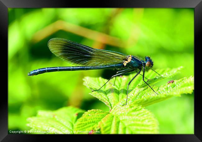 DAMSELFLY Framed Print by David Atkinson