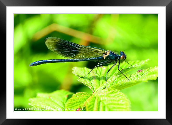 DAMSELFLY Framed Mounted Print by David Atkinson