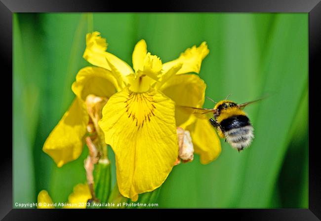 LOOKING FOR NECTAR Framed Print by David Atkinson