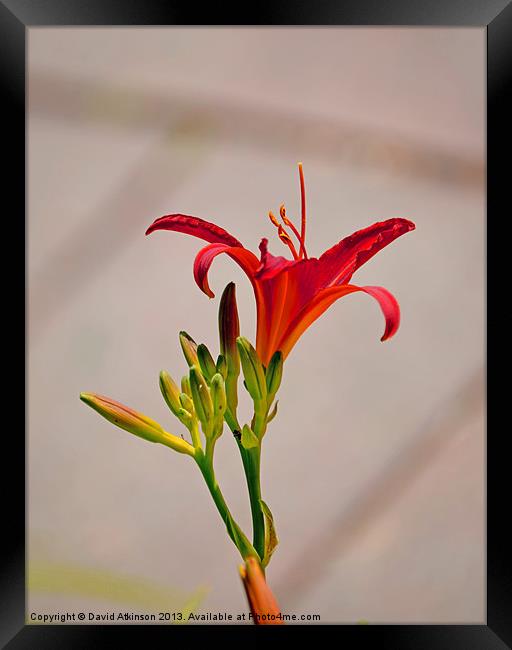 RED TIGER LILY Framed Print by David Atkinson