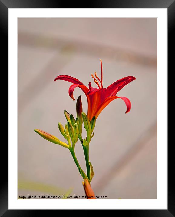 RED TIGER LILY Framed Mounted Print by David Atkinson